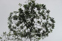 Alstonia macrophylla Wall. ex G.Don